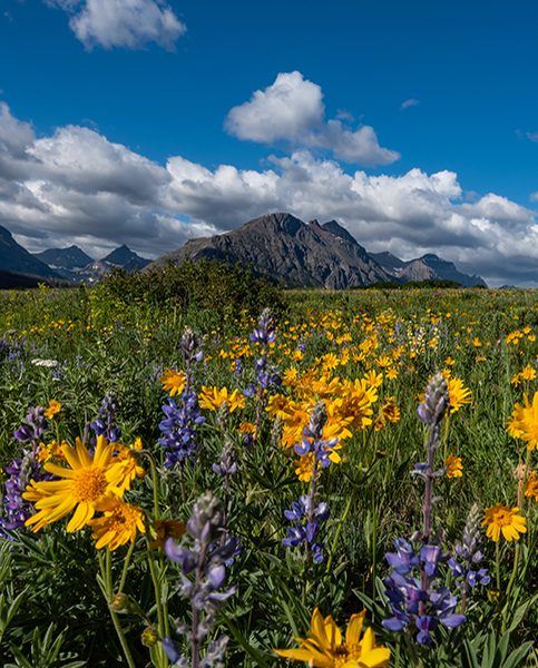 Yellow daisies